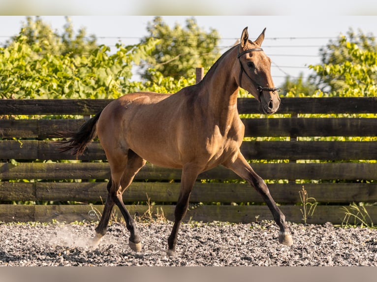 Lusitanos Stute 2 Jahre 160 cm Schimmel in Barrosas