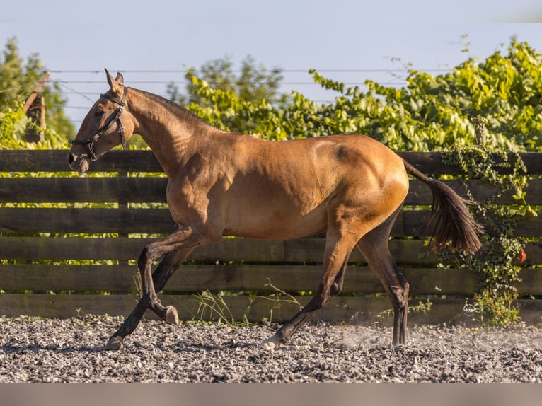 Lusitanos Stute 2 Jahre 160 cm Schimmel in Barrosas