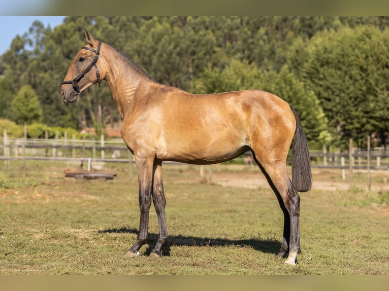 Lusitanos Stute 2 Jahre 160 cm Schimmel in Barrosas