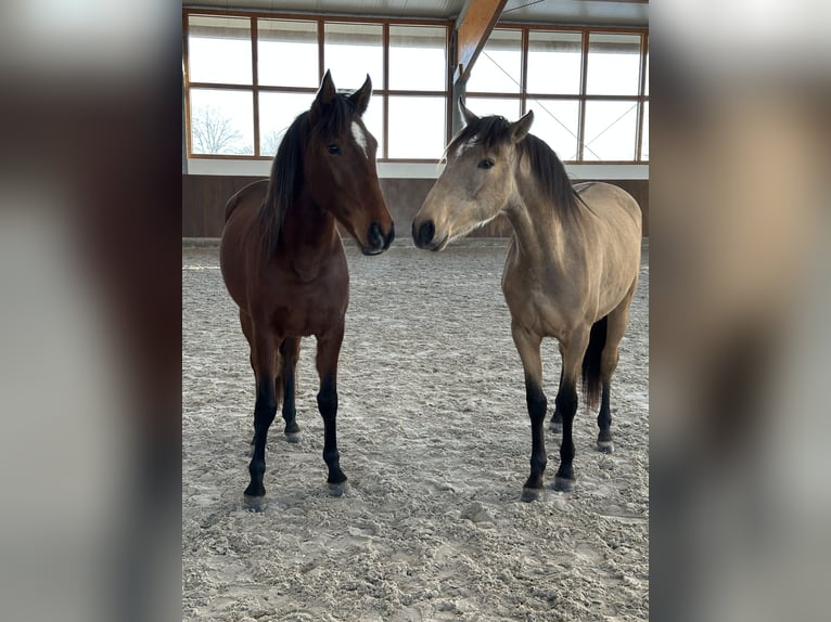 Lusitanos Stute 2 Jahre 161 cm Falbe in Bedburg