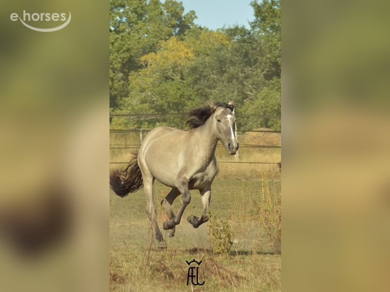 Lusitanos Stute 2 Jahre 162 cm Grullo in Pluvigner