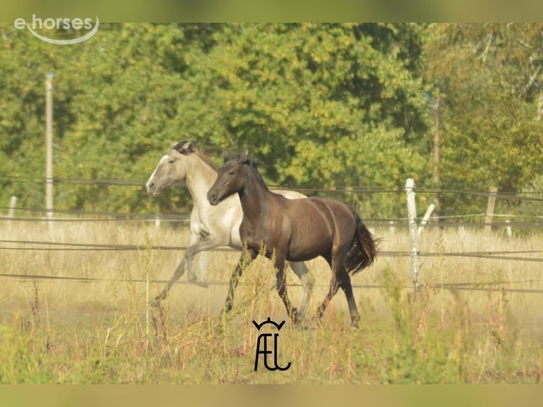 Lusitanos Stute 2 Jahre 162 cm Grullo in Pluvigner