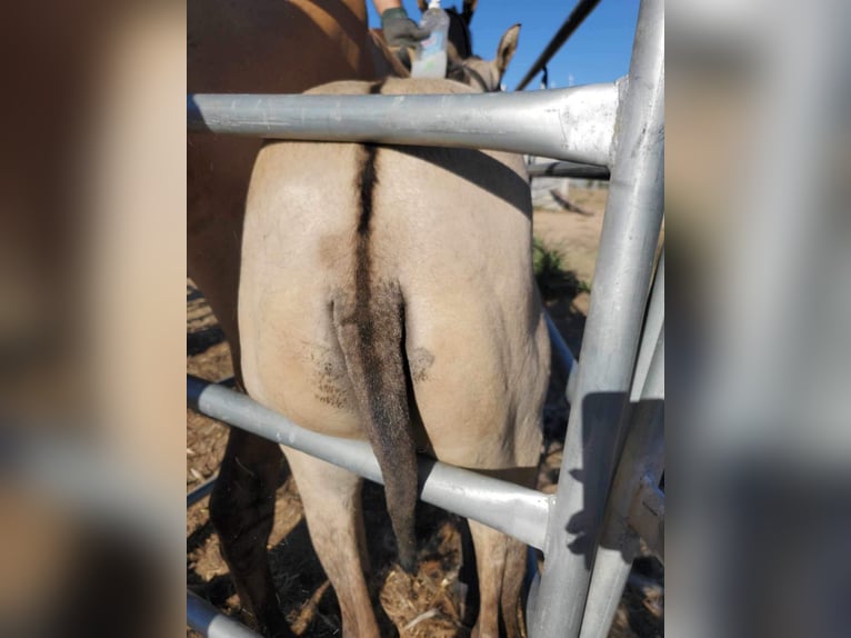 Lusitanos Stute 2 Jahre 163 cm Grullo in Malaga