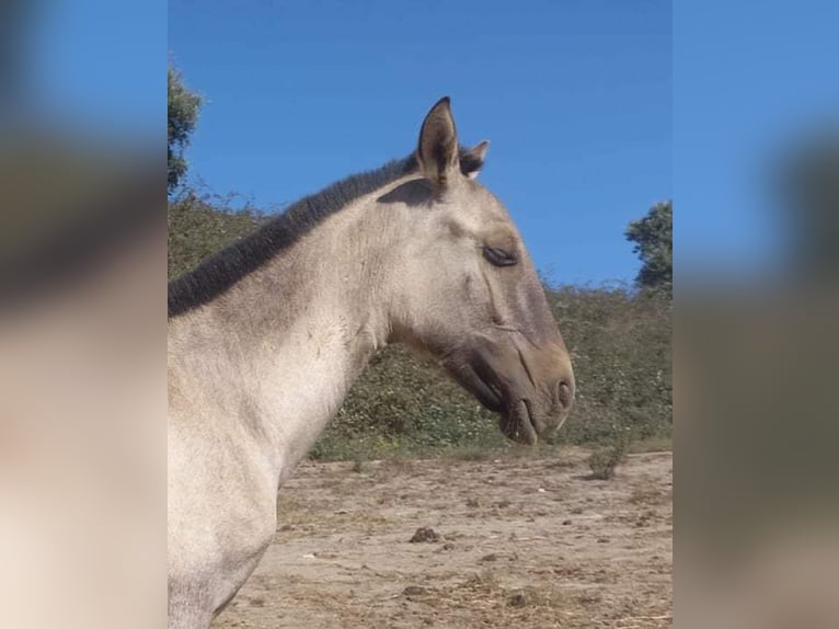 Lusitanos Stute 2 Jahre 163 cm Grullo in Malaga