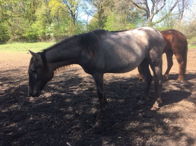 Lusitanos Mix Stute 2 Jahre 165 cm Rotschimmel in Groß Vollstetd