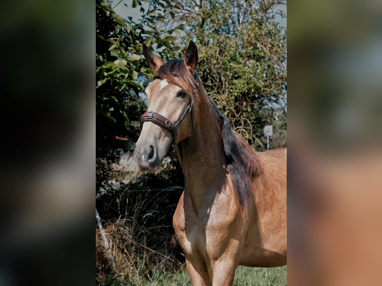 Lusitanos Stute 2 Jahre Buckskin in Vechelde