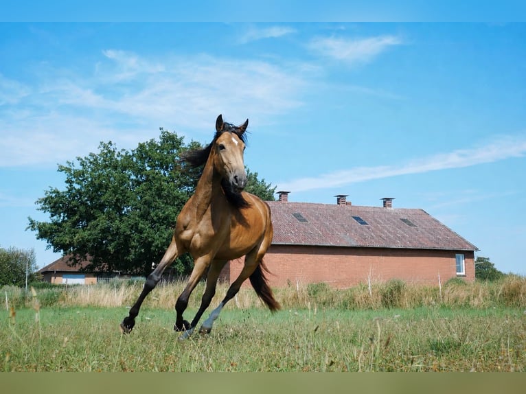 Lusitanos Stute 2 Jahre Buckskin in Vechelde