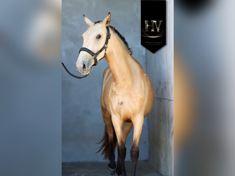 Lusitanos Stute 2 Jahre Buckskin in Marly-sous-Issy