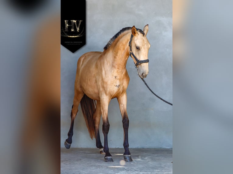 Lusitanos Stute 2 Jahre Buckskin in Marly-sous-Issy