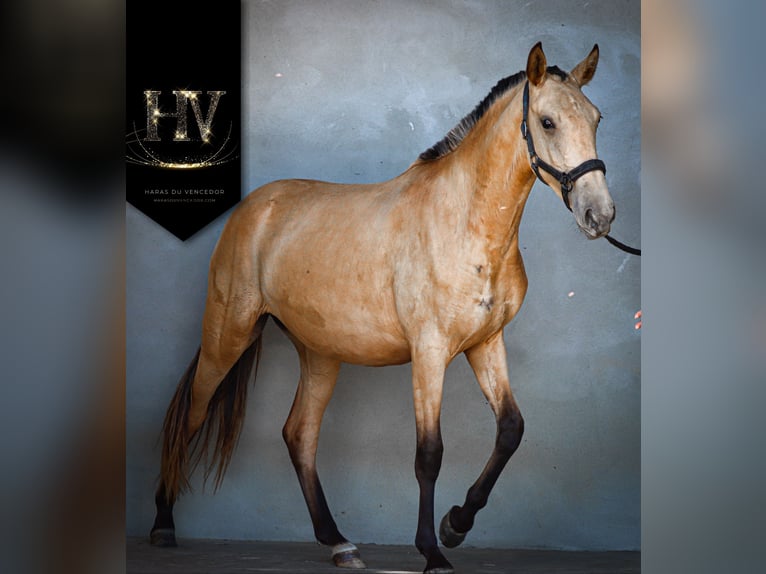 Lusitanos Stute 2 Jahre Buckskin in Marly-sous-Issy