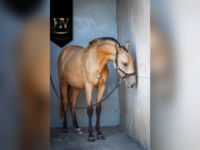 Lusitanos Stute 2 Jahre Buckskin in Marly-sous-Issy