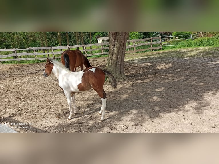 Lusitanos Stute 2 Jahre Overo-alle-Farben in Champguyon