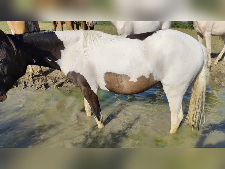 Lusitanos Stute 2 Jahre Overo-alle-Farben in Champguyon