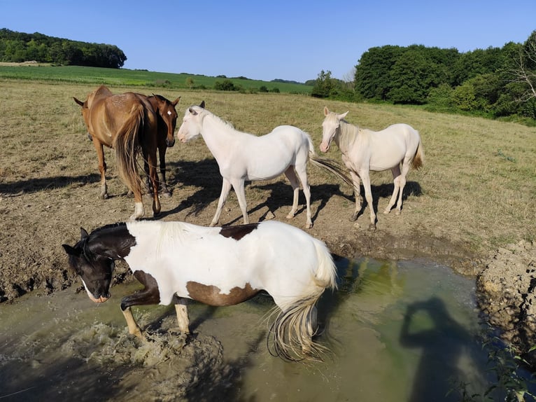Lusitanos Stute 2 Jahre Overo-alle-Farben in Champguyon