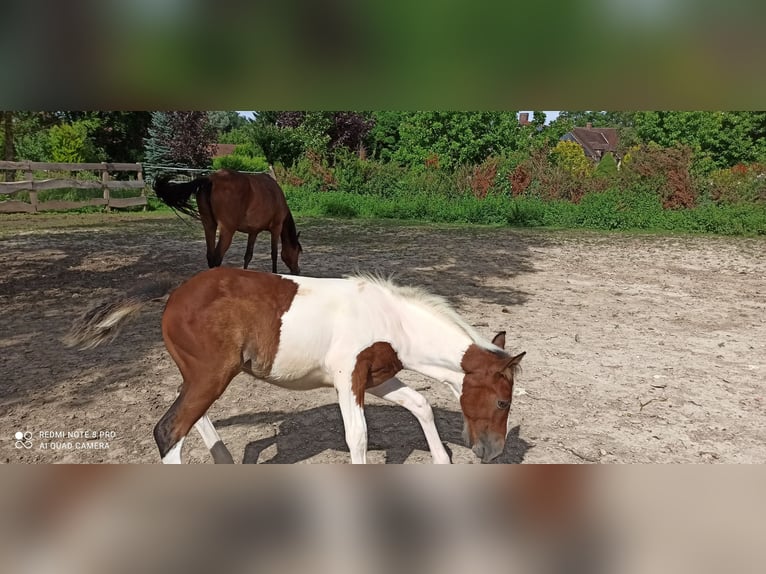 Lusitanos Stute 2 Jahre Overo-alle-Farben in Champguyon