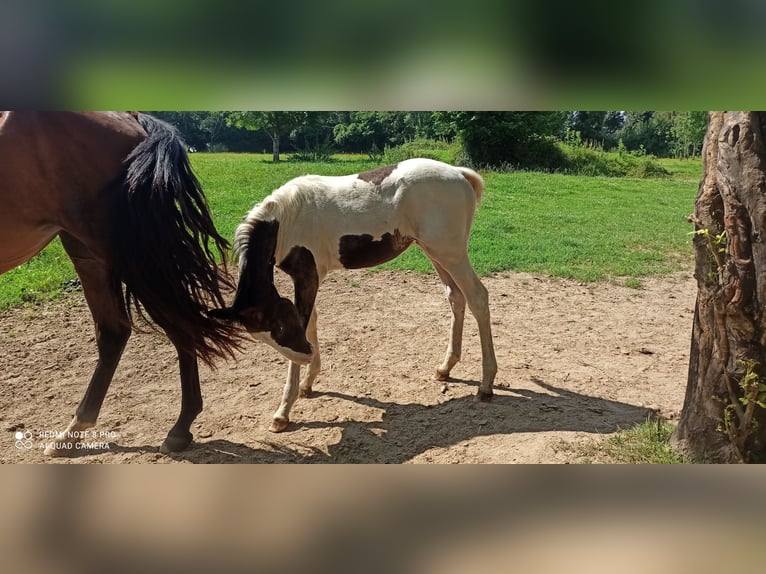 Lusitanos Stute 2 Jahre Overo-alle-Farben in Champguyon