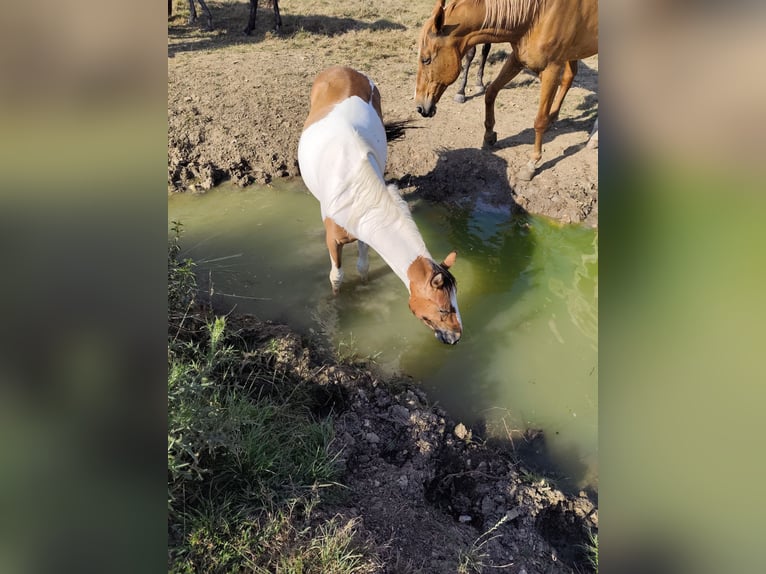 Lusitanos Stute 2 Jahre Overo-alle-Farben in Champguyon