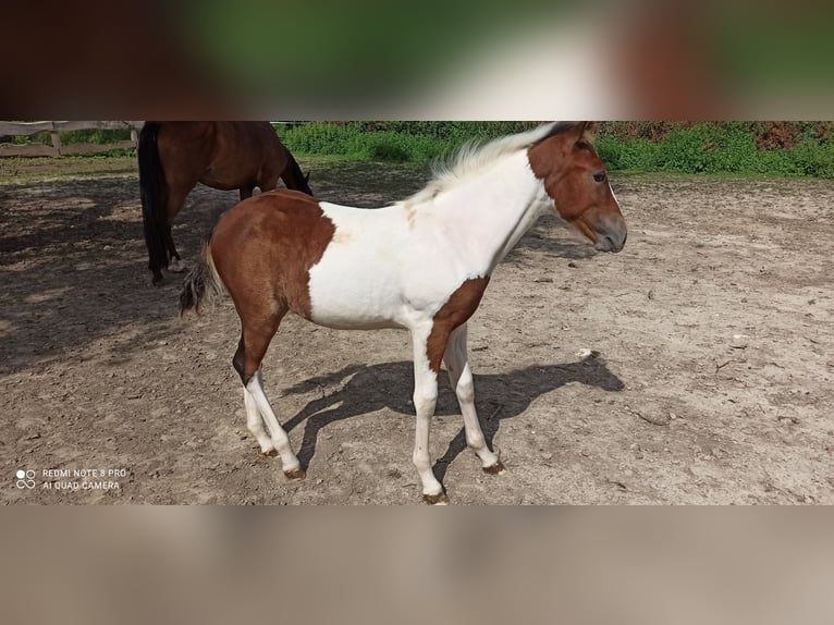 Lusitanos Stute 2 Jahre Overo-alle-Farben in Champguyon