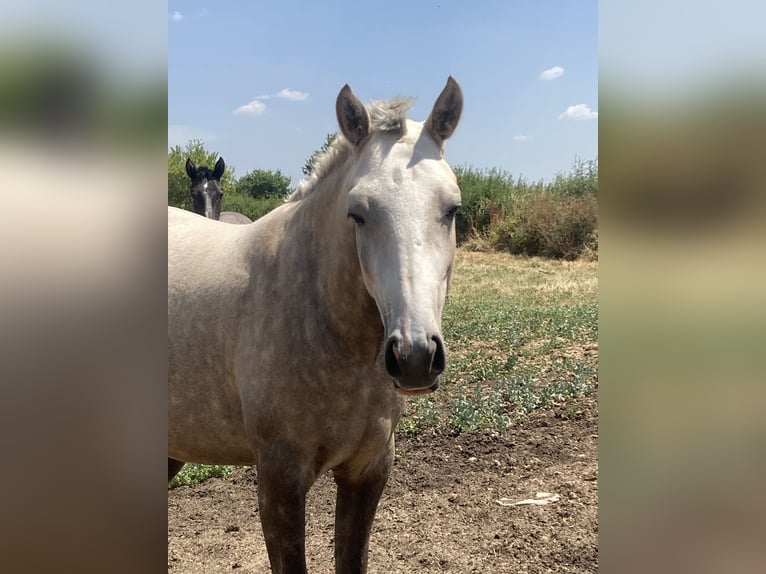Lusitanos Stute 2 Jahre Palomino in Saligny-sur-Roudon