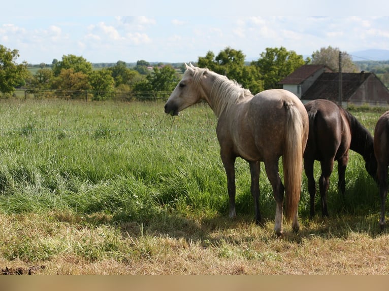 Lusitanos Stute 2 Jahre Palomino in Saligny-sur-Roudon