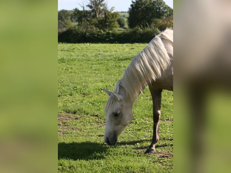 Lusitanos Stute 2 Jahre Palomino in Saligny-sur-Roudon