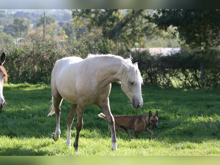 Lusitanos Stute 2 Jahre Palomino in Saligny-sur-Roudon