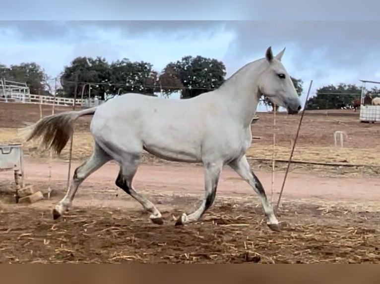 Lusitanos Stute 3 Jahre 149 cm Schimmel in Huelva