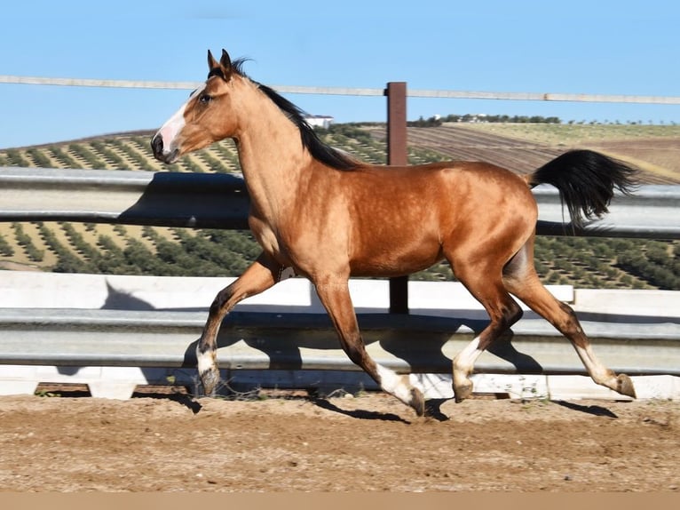 Lusitanos Stute 3 Jahre 150 cm Falbe in Provinz Cordoba
