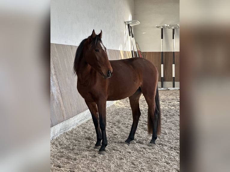Lusitanos Stute 3 Jahre 155 cm Brauner in Bedburg