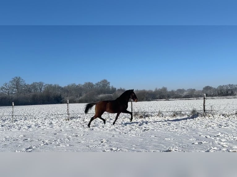 Lusitanos Stute 3 Jahre 155 cm Brauner in Erdre en anjou