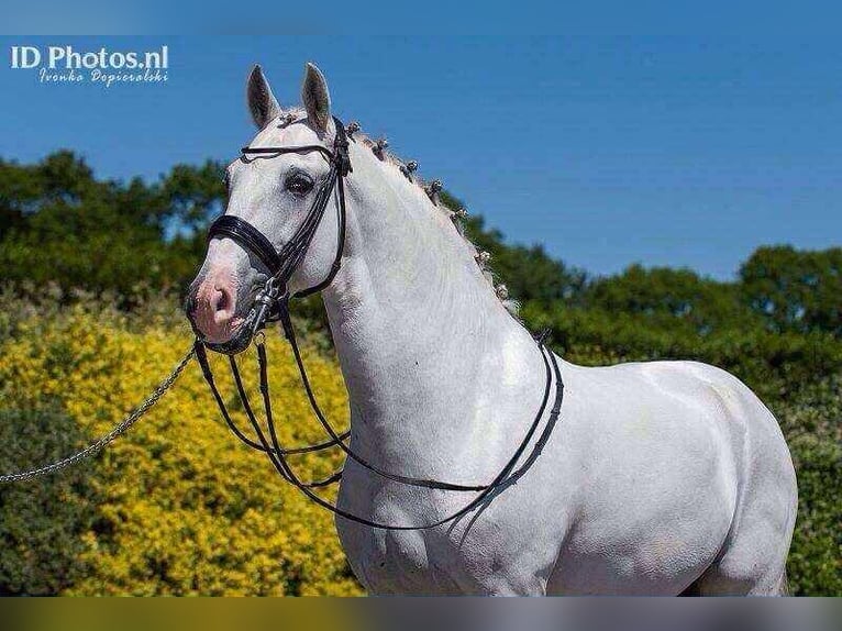 Lusitanos Stute 3 Jahre 155 cm Brauner in Erdre en anjou