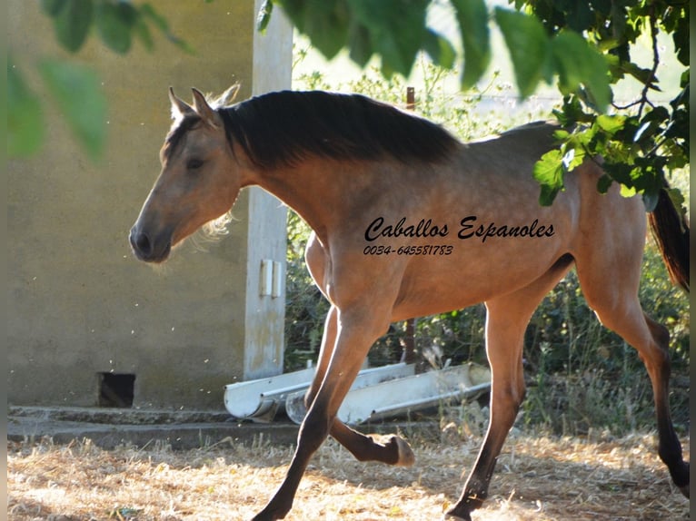 Lusitanos Stute 3 Jahre 155 cm Buckskin in Vejer de la Frontera