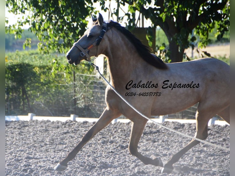 Lusitanos Stute 3 Jahre 155 cm Buckskin in Vejer de la Frontera