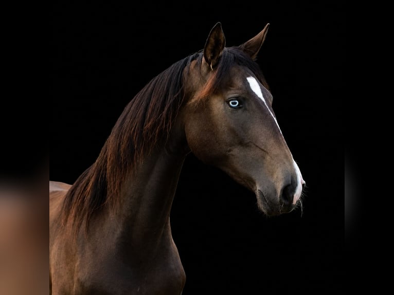 Lusitanos Stute 3 Jahre 155 cm Buckskin in Schönberg