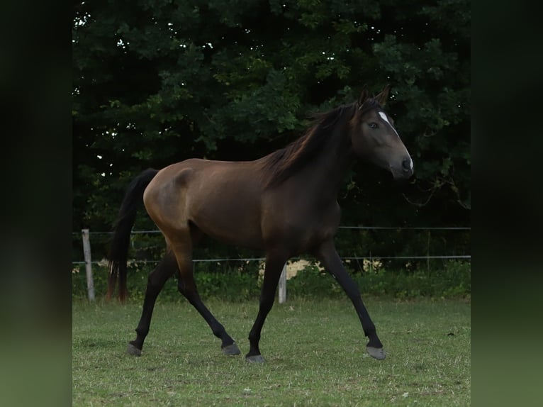 Lusitanos Stute 3 Jahre 155 cm Buckskin in Schönberg
