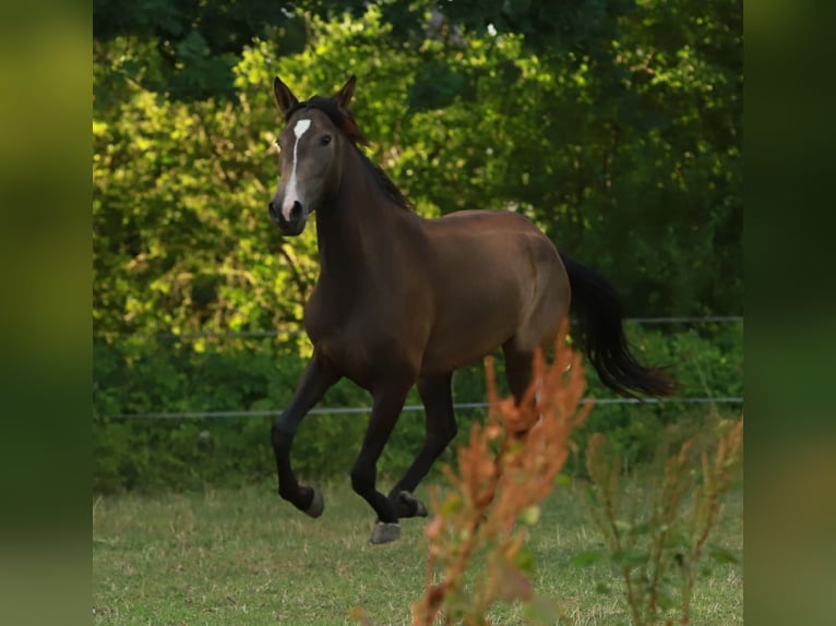 Lusitanos Stute 3 Jahre 155 cm Buckskin in Schönberg