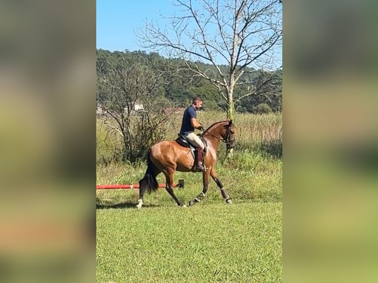 Lusitanos Stute 3 Jahre 156 cm Brauner in Santiago De Compostela