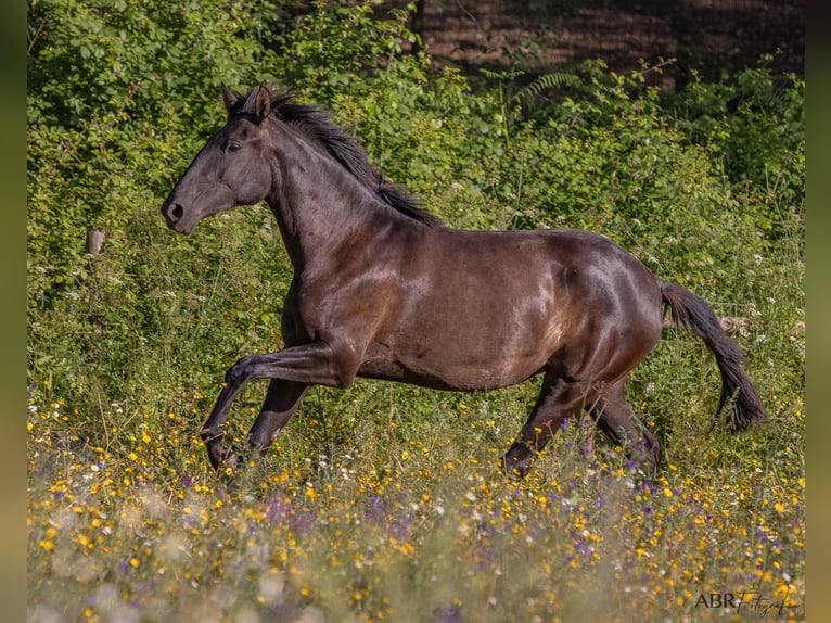 Lusitanos Stute 3 Jahre 156 cm Dunkelbrauner in St.Estevao