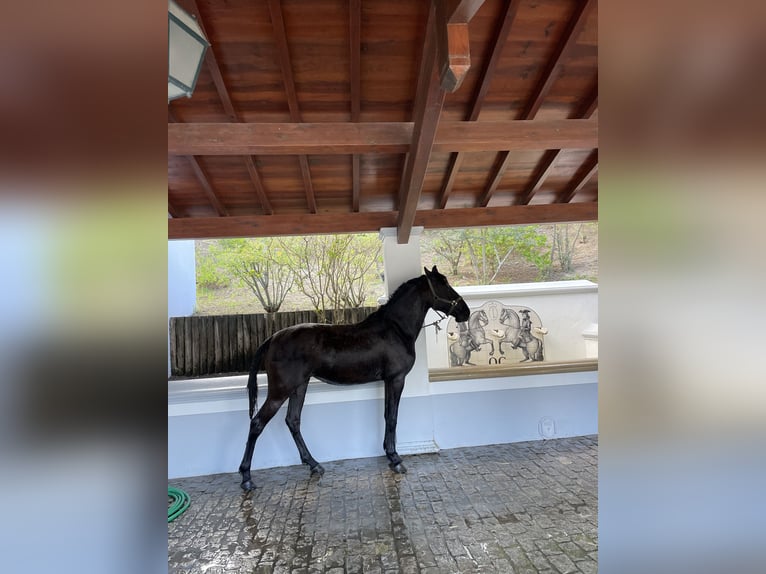 Lusitanos Stute 3 Jahre 156 cm Dunkelbrauner in St.Estevao