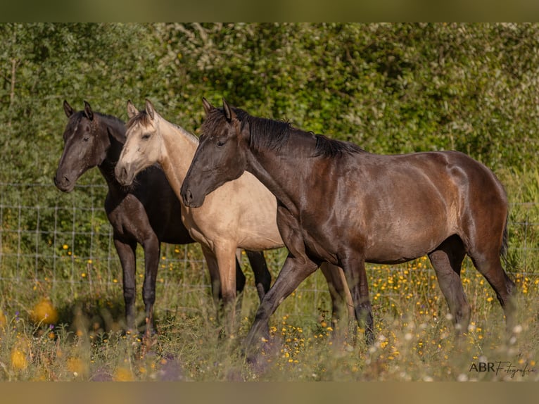 Lusitanos Stute 3 Jahre 156 cm Dunkelbrauner in St.Estevao