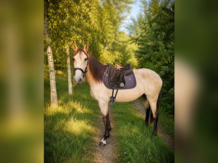 Lusitanos Stute 3 Jahre 157 cm Buckskin in Hagen im Bremischen