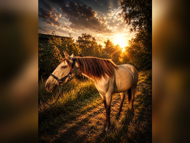 Lusitanos Stute 3 Jahre 157 cm Buckskin in Hagen im Bremischen