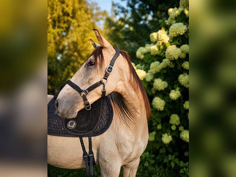 Lusitanos Stute 3 Jahre 157 cm Buckskin in Hagen im Bremischen
