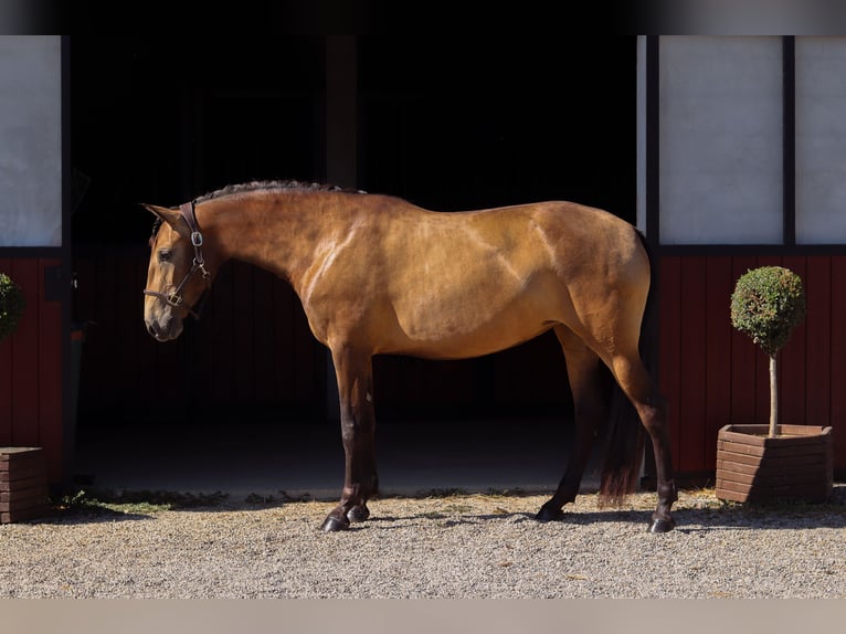 Lusitanos Stute 3 Jahre 157 cm Falbe in Mauzac