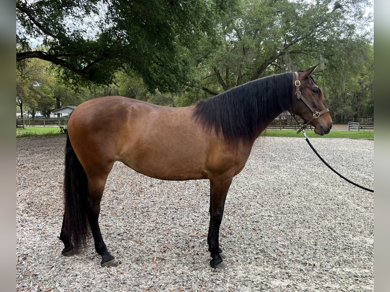 Lusitanos Stute 3 Jahre 157 cm Rotbrauner in Ocala
