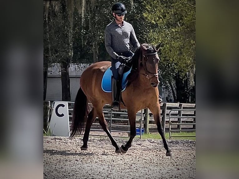 Lusitanos Stute 3 Jahre 157 cm Rotbrauner in Ocala