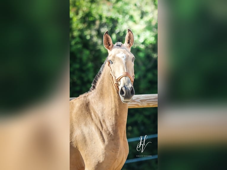 Lusitanos Stute 3 Jahre 158 cm Falbe in Marly-sous-Issy