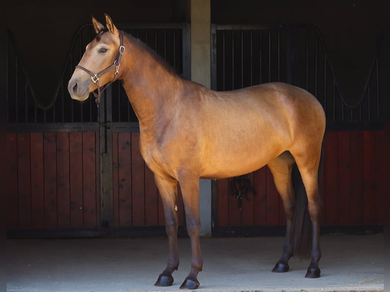 Lusitanos Stute 3 Jahre 158 cm Falbe in Mauzac