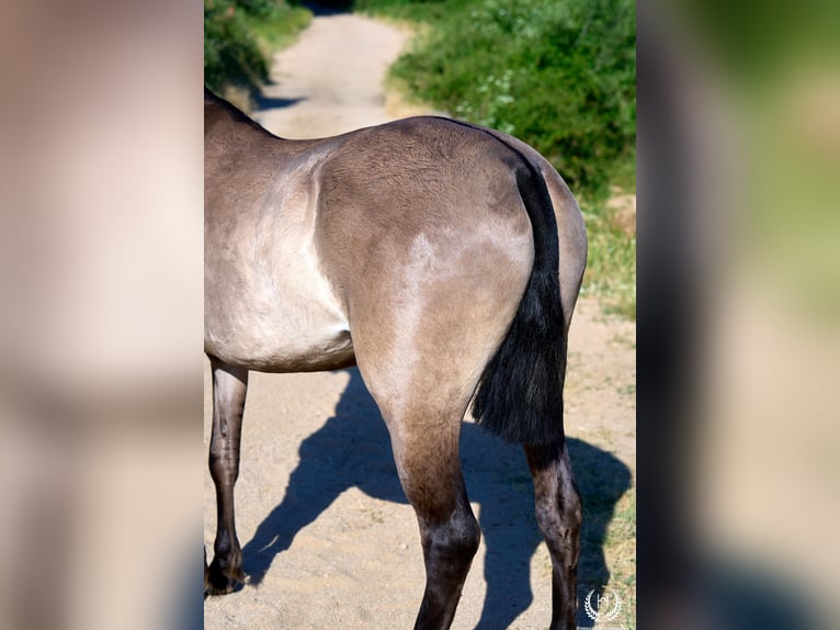 Lusitanos Mix Stute 3 Jahre 158 cm Grullo in Navalperal De Pinares