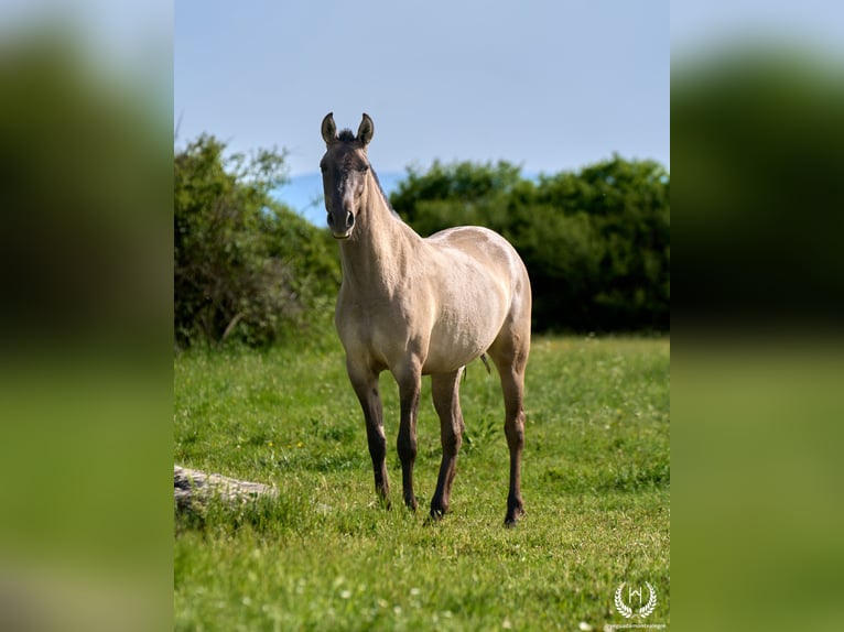Lusitanos Mix Stute 3 Jahre 158 cm Grullo in Navalperal De Pinares